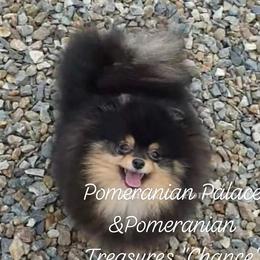 Chance - Pomeranian