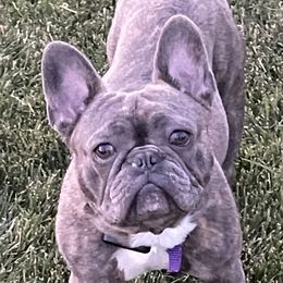 Winston - French Bulldog