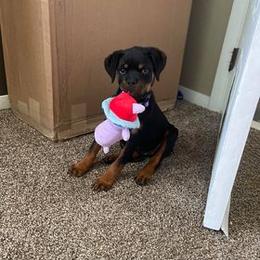 Pomsky, Rottweiler, Shetland Sheepdog, and Toy Shetland Sheepdog Puppies from Mountain High Kennels