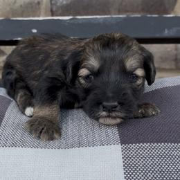 Snickers 2000 Valentines Special - Grizzle female Sheepadoodle puppy in Cartersville, Georgia from Simply Blessed Doodles