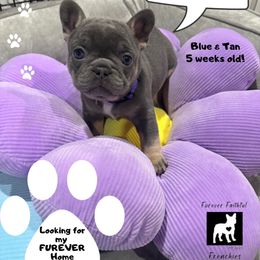 Spice - Tricolors female French Bulldog puppy in South Bend, Indiana from Furever Faithful Frenchies LLC
