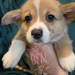Opal - Red female Pembroke Welsh Corgi puppy in Berkeley Springs, West Virginia from Hummingbird Farm