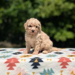 Lola - Brown female Bernedoodle puppy in Mc Ewen, Tennessee from Spencer's "lil" Cavapoos & Bernedoodles