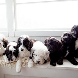 Sheepadoodle Puppies from Life Unleashed Farm