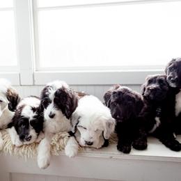 Sheepadoodle Puppies from Life Unleashed Farm