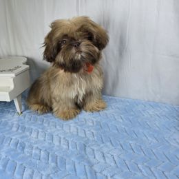 Sweetie pie - Tricolor male Shih Tzu puppy in Hialeah, Florida from Shih Tzu Miami