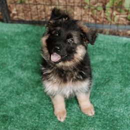 Yellow Girl - German Shepherd puppy in Grand Rapids, Michigan from Von Willow German Shepherds