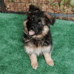 Yellow Girl - German Shepherd puppy in Grand Rapids, Michigan from Von Willow German Shepherds