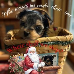 Traditional - Black and tan male Yorkshire Terrier puppy in Augusta, Georgia from Melissa's Paw Impressions