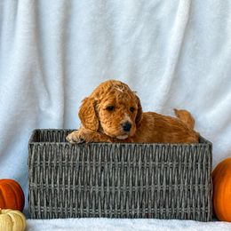 Lucy - Apricot female Goldendoodle puppy in Urbana, Illinois from ZaraDoodles