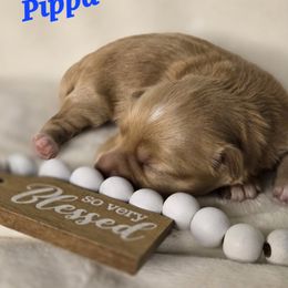 Pippa - Fawn sable female Havanese puppy in Trinity, Alabama from Tooties Cuties Havanese