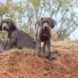 Weimaraner Puppies from Rafter V Weimaraners