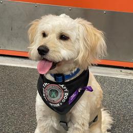 French Bulldog, Goldendoodle, and Golden Retriever All Grown Up from SoCalFamilyFrenchies, Doodles and more