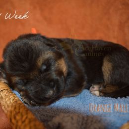 Orange Collar - Black and red male German Shepherd puppy in Orlando, Florida from AceHaven Canines