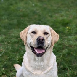 Tessa - Labrador Retriever