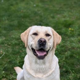 Tessa - Labrador Retriever