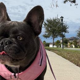 Indy - Blue female French Bulldog puppy in Riverview, Florida from The Frenchie Lady Co.