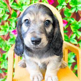 Ranger 3750 - Cream male Dachshund puppy in Sylvania, Alabama from Yancey’s Doxies
