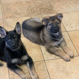 German Shepherd All Grown Up from von Heitzig