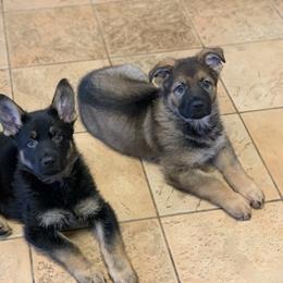 German Shepherd All Grown Up from von Heitzig