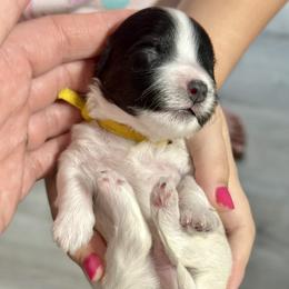 Havanese Puppies from PNW Havanese