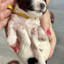 Havanese Puppies from PNW Havanese
