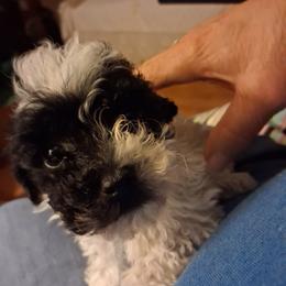 Oreo - Parti male Poodle puppy in Hillsborough, North Carolina from Peggy's Poodle Pups