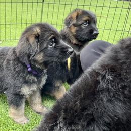 German Shepherd Puppies from Broward Shepherds