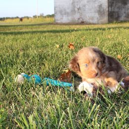 Michelangelo - Red merle male Toy Australian Shepherd puppy in Springfield, Missouri from Long's lil Aussies