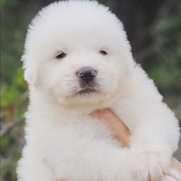 RAGNAR - White male Great Pyrenees puppy in Trinidad, Colorado from Prospect Pyrenees
