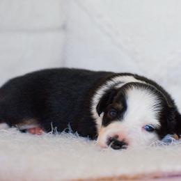 Poppy - Black tri female Miniature American Shepherd puppy in Chocowinity, North Carolina from Foxtail Hollow