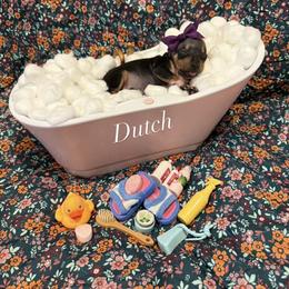 Dutch - female American Hairless Terrier puppy in Marietta, Georgia from Black Tie Danes and Sleek Society AHT