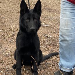 Natalie Vom Top Gun - Black female German Shepherd puppy in Great Cacapon, West Virginia from Top Gun Shepherds, LLC