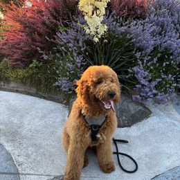 Goldendoodle All Grown Up from Dawnie’s Doodles