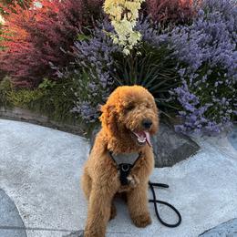 Goldendoodle All Grown Up from Dawnie’s Doodles