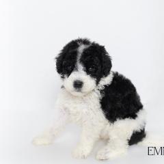 Emma Frost - Parti Double Doodle puppy in Houston, Texas from Texas Castle Doodles
