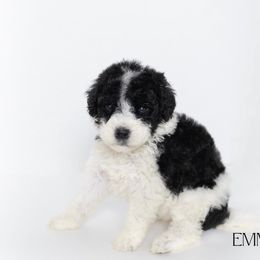 Emma Frost - Parti Double Doodle puppy in Houston, Texas from Texas Castle Doodles