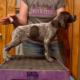Vicki or Victoria - Liver and white female German Shorthaired Pointer puppy in North Branch, Minnesota from Chrishelle Farm