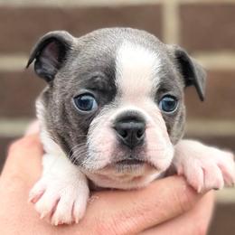 Pikachu - Blue male Boston Terrier puppy in West Jefferson, Ohio from Kline Kennels