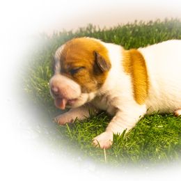 Russell Terrier Puppies from Diamond D Jacks