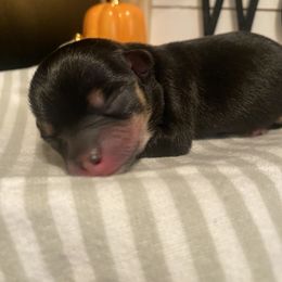 Chihuahua Puppies from Tulum Chihuahuas