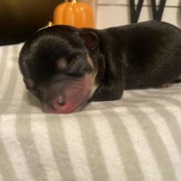 Chihuahua Puppies from Tulum Chihuahuas
