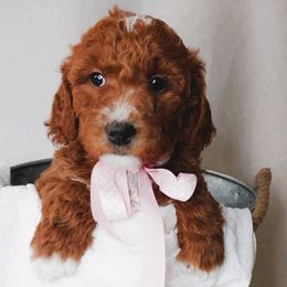 Goldendoodles from WonderDoodles