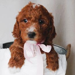 Goldendoodles from WonderDoodles