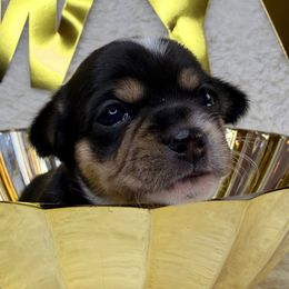 Bubbles - Black and white female Chihuahua puppy in Palm Coast, Florida from Fiesta Pups