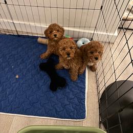 Rita - Red  female Poodle puppy in Jersey City, New Jersey from JuVar Standard Poodles