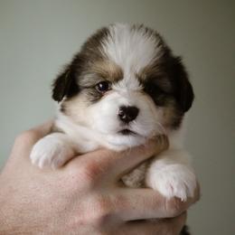 Roma - Black and tan female Pembroke Welsh Corgi puppy in South Otselic, New York from Ridge Top Corgis