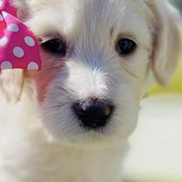 Cavapoos, Goldendoodles, and Poodles from Alpine Poodle and Doodle