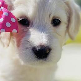 Cavapoos, Goldendoodles, and Poodles from Alpine Poodle and Doodle