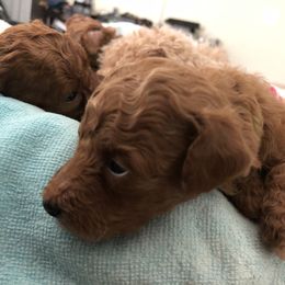 Cavapoo Puppies from Cuddly Cavapoos Texas